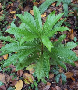 Pouteria campechiana small plant