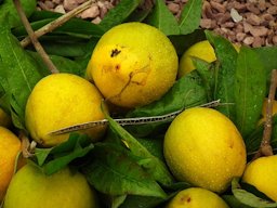 Egg Fruit from Lalbagh Flower Show