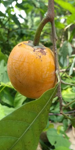 Canistel Pouteria campechiana, La Huerta, Jal., México