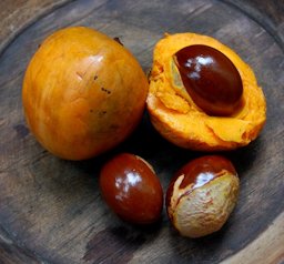 Pouteria campechiana fruits and seeds from Ragunan Zoo, Jakarta