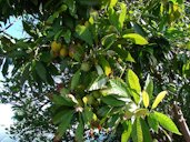 Pouteria campechiana (fruit and leaves). Location: Maui, Hoolawa Farms Haiku