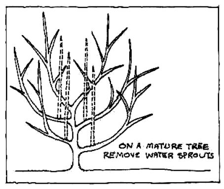 Pruning diagram