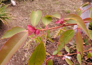 Prunus salicifolia red new growth