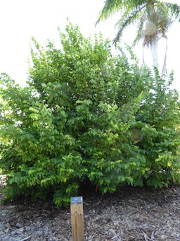 Tree habit for 'Fang Tung' variety