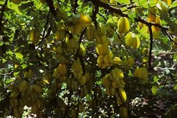 Carambola trees are very prolific