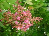 Averrhoa carambola flowers; in Tonga