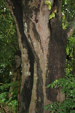 Trunk of a mature tree, Kamrakh Averrhoa carambola in Kolkata, West Bengal, India