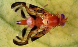 Adult female Caribbean fruit fly, Anastrepha suspensa (Loew).