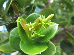 New flower buds forming