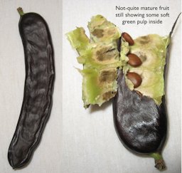 Not-quite mature fruit still showing some soft green pulp inside
