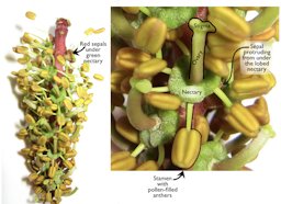 Inflorescence with hermaphroditic flowers. Flowers have both pistils (stigma, short style, ovary) and stamens (anthers on filaments). They lack petals, and their sepals are very short, obscured by the green nectary.