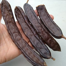 Pods of the carob tree, Ceratonia siliqua are delicious, sweet, chewy and with a taste a little bit like a natural, healthful candy bar.