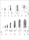 Stages of development of female (F) and male (M) flowers of carob (from Haselberg 1988,