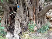 Carob Tree, Ceratonia siliqua