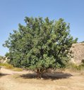 Carob Tree, Ceratonia siliqua.