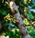 Carob Tree, Ceratonia siliqua