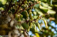 Carob Tree, Ceratonia siliqua