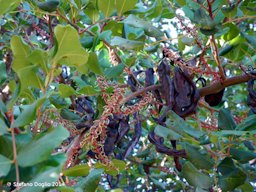 Carob Tree, Ceratonia siliqua