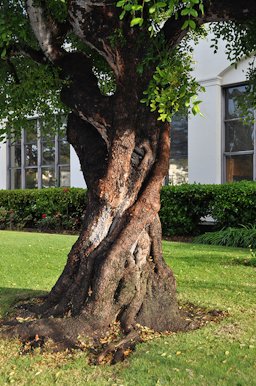 Carob tree trunk