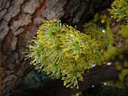 Blüten eines Johannesbrotbaumes, blossoms of carob tree.