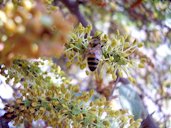 Bee on Ceratonia siliqua male flowers