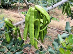 Unripe carob pods in Soller, Majorca, Spain. These Ceratonia siliqua legume pods, photographed in mid-June, are about 6 inches (15 cm) long.