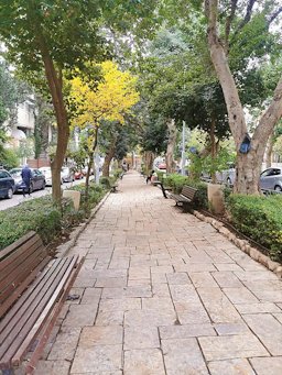 The path between the carob trees on Ben Maimon Avenue in the Rehavia neighborhood