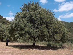 A large carob tree in Sardinia, Italy