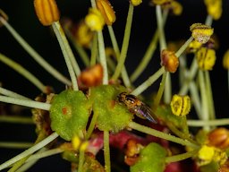 Tiny Wasp On Carob Flower