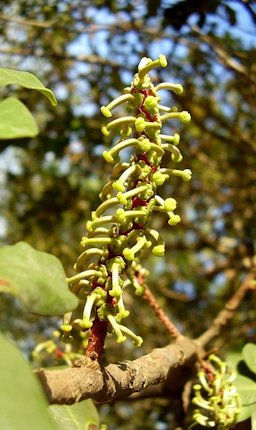 Ceratonia siliqua female flowers. Israel Border Police memorial site near kibbutz Barkai.