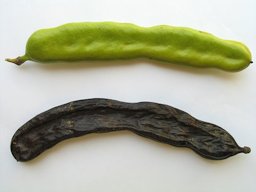 Carob pods: green (unripe) and brown (ripe)