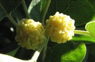 Male flowers