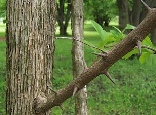 Che's thorns are inconsistent