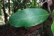 Chemopedak leaf
