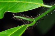 Wiry brown hairs on stalk