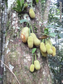 Cempedak Artocarpus integer. Sarawak, Malesia.