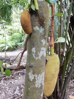 Cempedak Artocarpus integer. Chestnut Nature Park, Singapore.