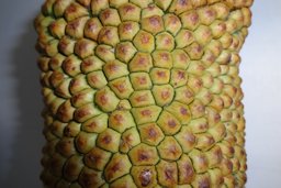 The fruit (syncarp) is formed by multiple fruits