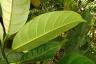 Dorsal view of leaf