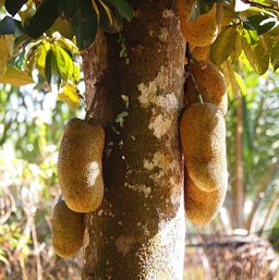 Mature fruit on tree