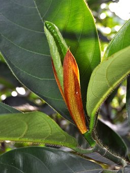 Stipules of chempedak, Artocarpus integer. Bogor, West Java, Indonesia.