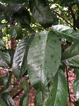 Garcinia prainiana King. Malaysia.