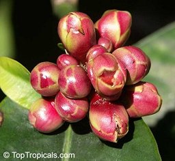 Flower buds