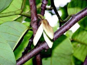 Cherimoya flower