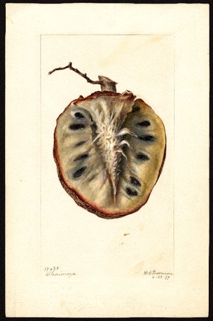 Annona cherimola Miller