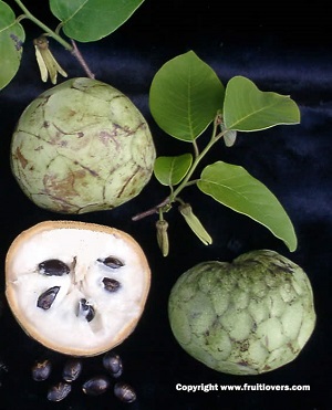 Cherimoya