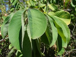 Annona cherimola (leaves)