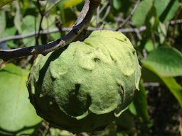 Annona cherimola (fruit)