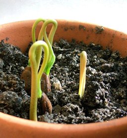 Sprouts emerging from cherimoya seeds, from a supermarket fruit in North Carolina