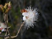 Eugenia involucrata DC. Myrtaceae